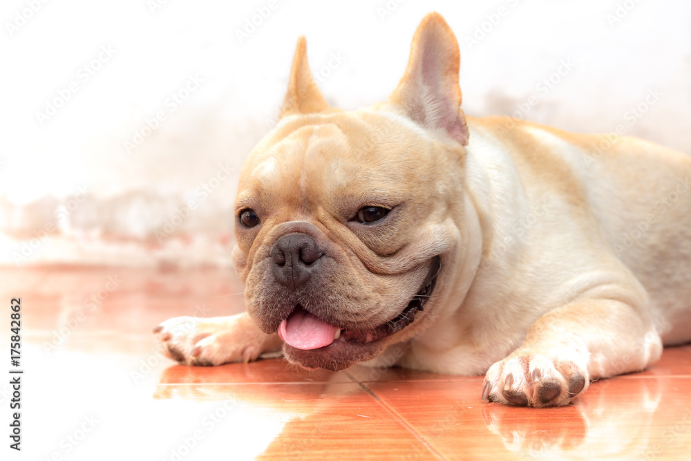 Cute French bulldog lovely pets.