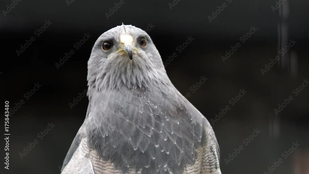 Eagle close up looking at camera Eagle close up looking at camera
