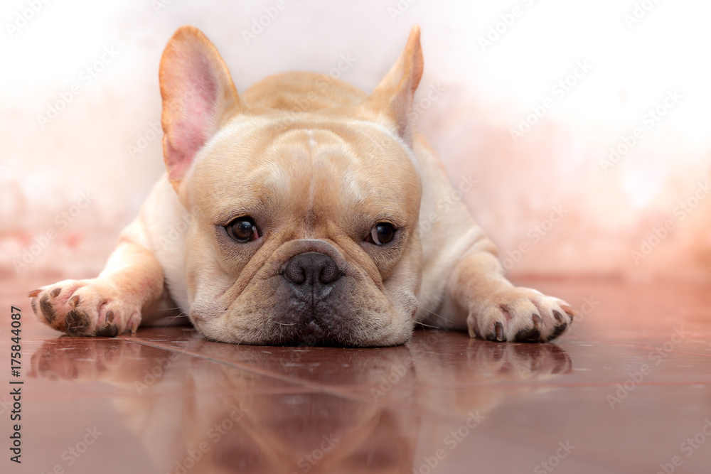 Cute French bulldog lovely pet and best friend in the house