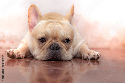 Cute French bulldog lovely pet and best friend in the house © teerawutbunsom