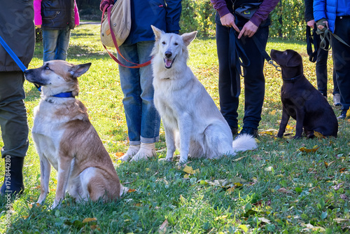 Fototapeta Naklejka Na Ścianę i Meble -  Group of dogs with owners at obedience class
