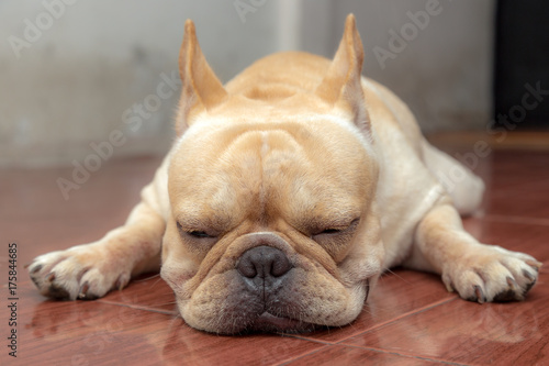 Cute French bulldog lovely pet and best friend in the house © teerawutbunsom