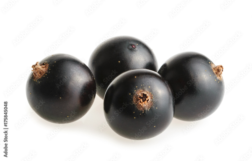 Black currant isolated on white background Black currant isolated on white background