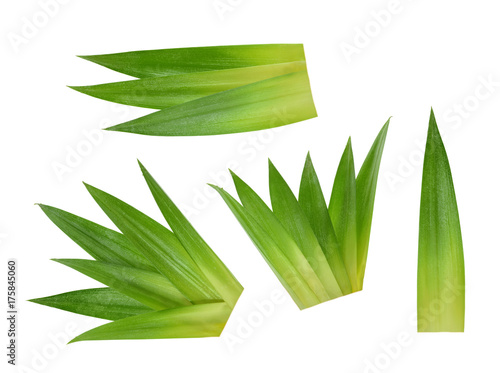 Pineapple leaves isolated without shadow