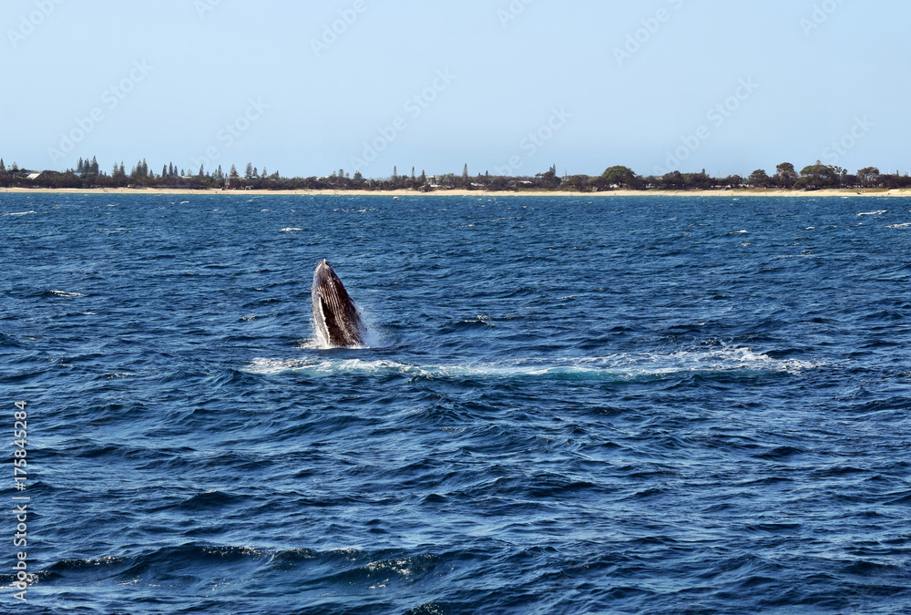 Naklejka premium Humpback Whale (Megaptera novaeangliae)