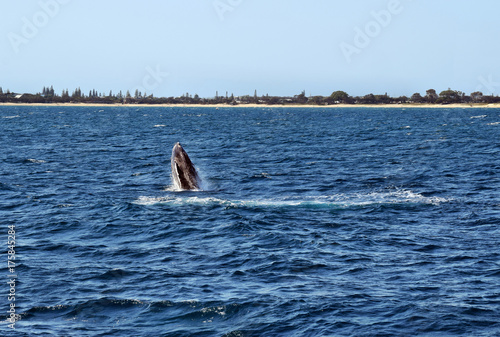 Humpback Whale (Megaptera novaeangliae)