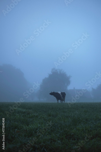 Cow in misty rural landscape at dawn.