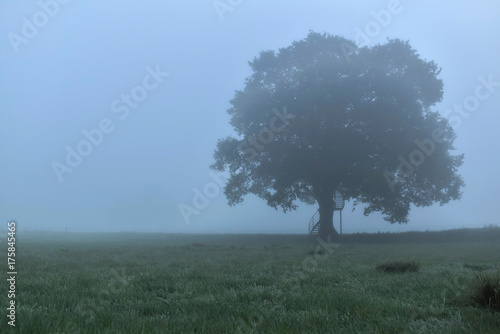 Old oak tree with spiral staircase in misty rural landscape.