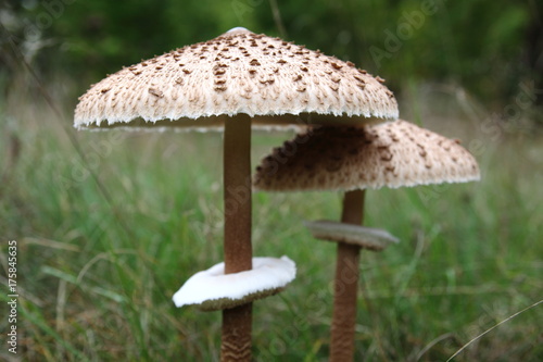 Small and hude mushroom