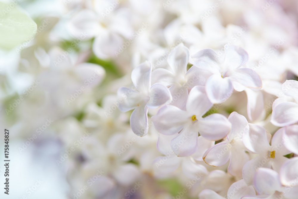 nice lilac nice lilac