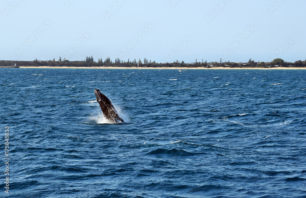 Fototapeta premium Humpback Whale (Megaptera novaeangliae)