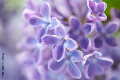 Photo nice lilac