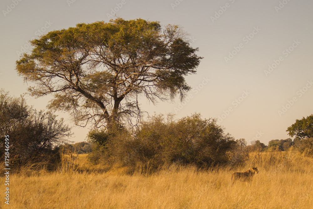 African landscape with lioness, Botswana