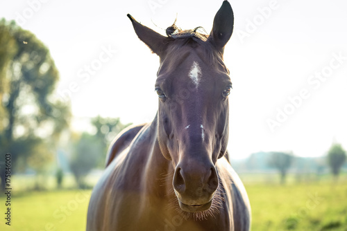 Fototapeta Naklejka Na Ścianę i Meble -  Einzeldes Pferd auf der Weide-close up-Pferdekopf