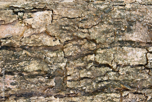 Bark