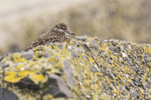 Closeup of a Rubby turnstone Arenaria interpres wading bird foraging between rocks at the sea coast photo