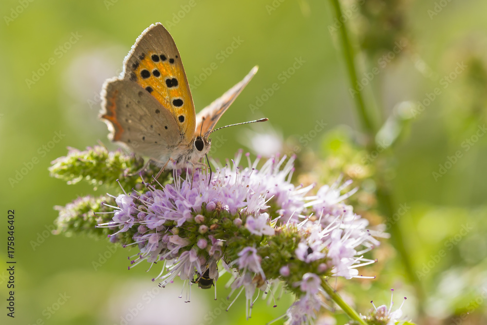 Small or common copper butterfly lycaena phlaeas closeup Small or common copper butterfly lycaena phlaeas closeup