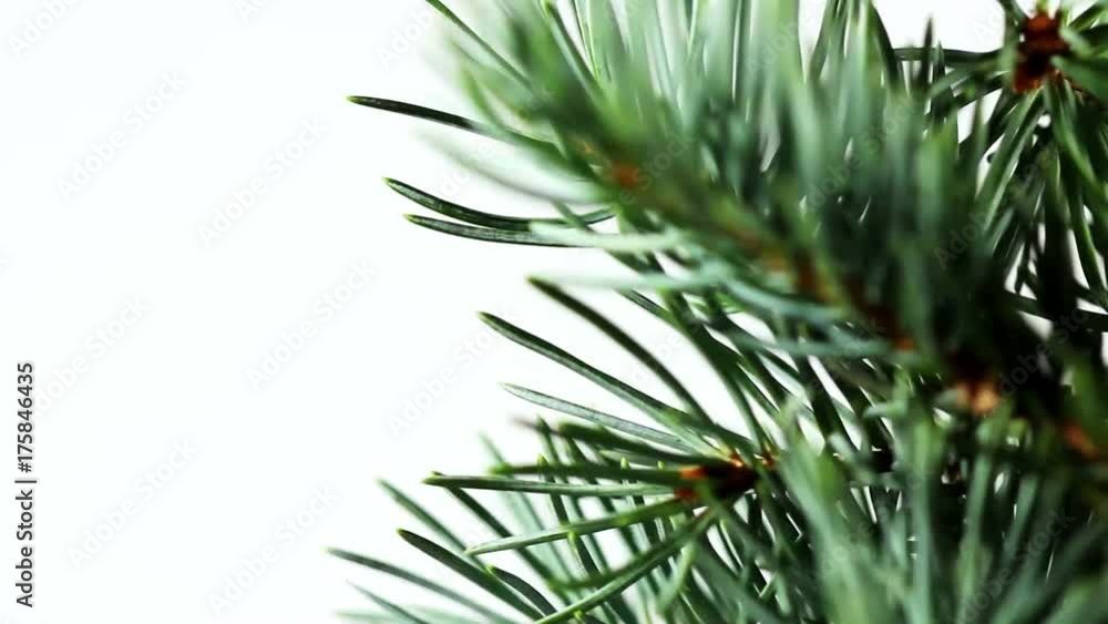 Pine tree branch moves in a circle. Pine tree branch moves in a circle.