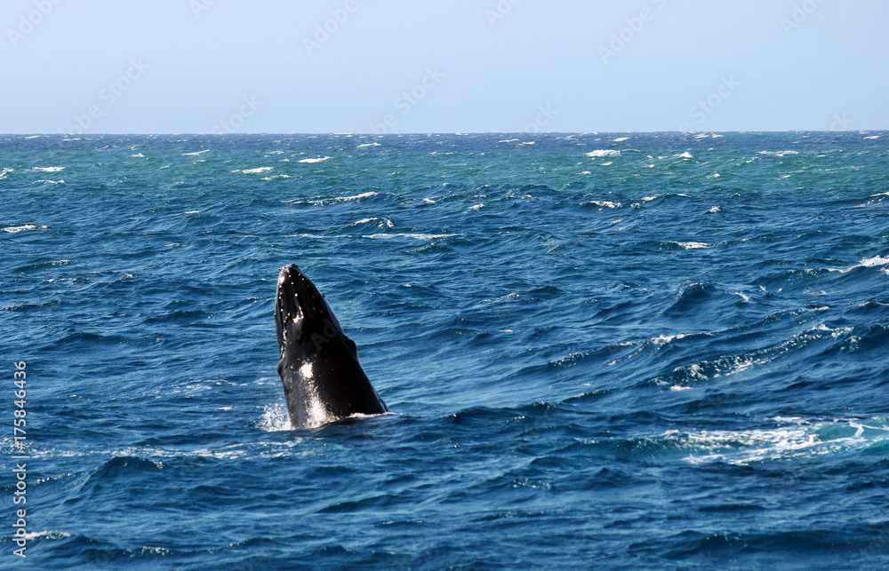 Naklejka premium Humpback Whale (Megaptera novaeangliae)