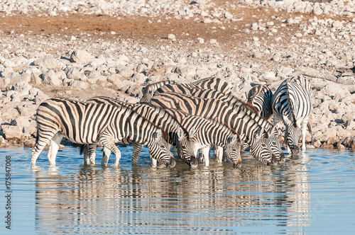 Burchells Zebras  Equus quagga burchellii  drinking water