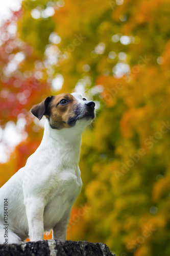 Jack Russell on a beautiful autumn background