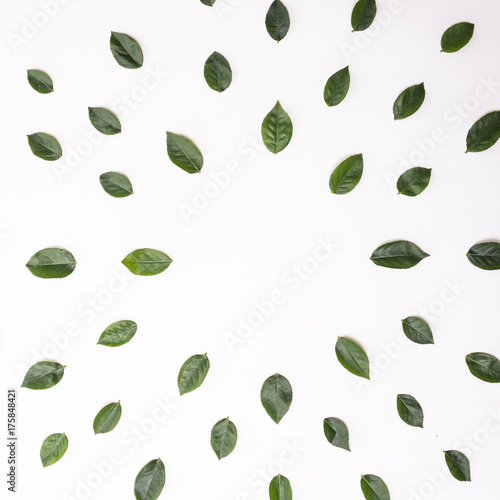 Composition of green leaves frame eucalyptus on white background. flat lay, top view