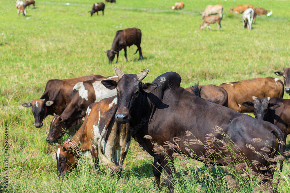 Cows grazing on farm with green field in good weather day Cows grazing on farm with green field in good weather day