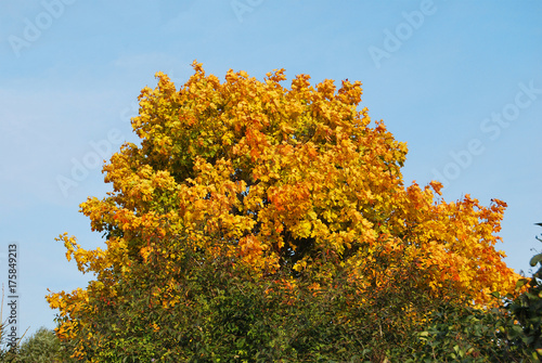 Fototapeta Naklejka Na Ścianę i Meble -  Colorful autumn maple on a background of light blue sky