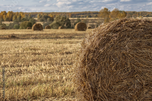 Fototapeta Naklejka Na Ścianę i Meble -  Bush of hay in the field