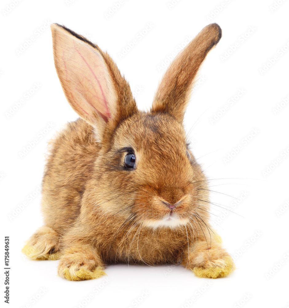 Obraz premium Brown rabbit on white.