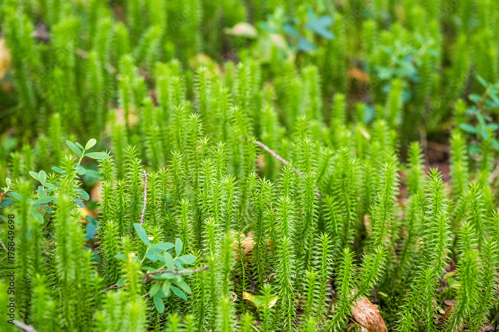 Mushrooms, lichen and moss in northern tundra Mushrooms, lichen and moss in northern tundra
