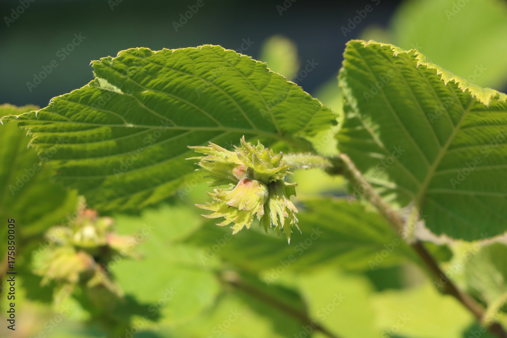 Hazel Corylus avellana Geant de Halle bloom detail of hazelnuts; bush producing big hazelnut or cob-nuts, maturation, defocused background