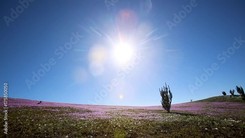 Sol en Desierto Florido