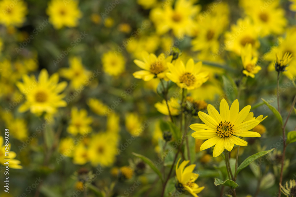 Common Ragwort Senecio jacobaea - beautiful yellow flower closeup macro Common Ragwort Senecio jacobaea - beautiful yellow flower closeup macro