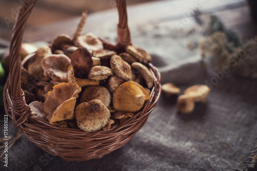 Different mushrooms in the ...