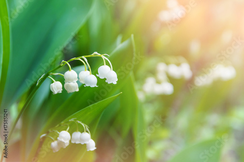 Natural background with beautiful blossoming lilies of the valley