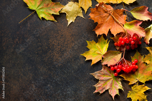 Autumn background with autumn maple branches with red and orange leaves and berries on rusty stone or slate background. Top view with copy space. Autumn motive. © elena_hramowa