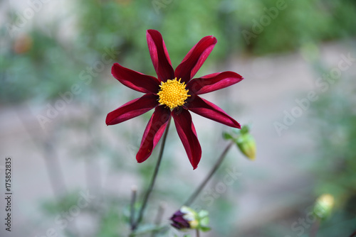 Fototapeta Naklejka Na Ścianę i Meble -  Dahlia rouge étoilé au jardin en été
