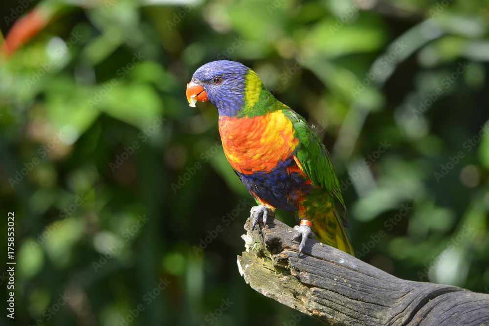 Lori arc-en-ciel (Loriquet arc-en-ciel) sur une branche