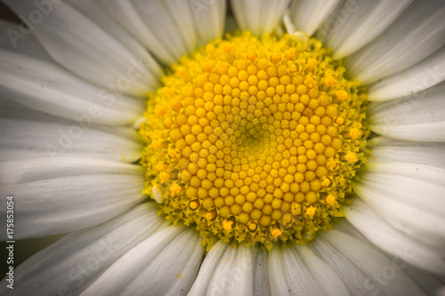 Oxeye Daisy close up macrophotography.