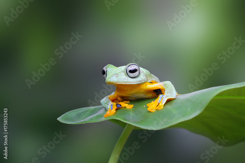 Tree frog, flying frog on leaf
