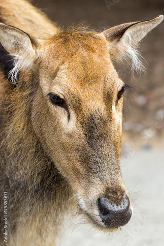 Female Pere Davids deer, summer hot day photo