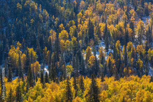 Bright yellow forest in the Altai mountains, Russia.
