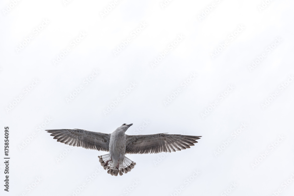 seagull isolated on white seagull isolated on white