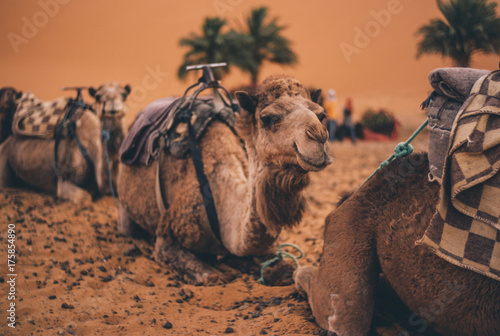 Camelcade at desert lands. Marruecos. photo