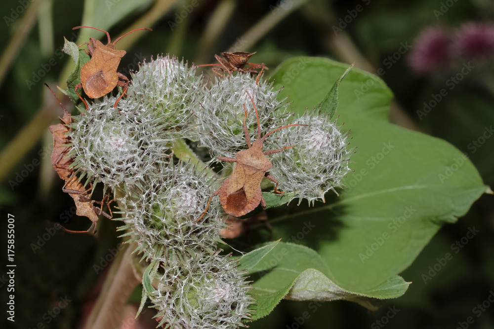 Lederwanzen auf einer Klettenblüte, Coreus marginatus Lederwanzen auf einer Klettenblüte, Coreus marginatus