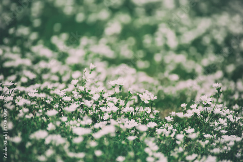 White tender spring flowers  growing at meadow. Seasonal natural floral hipster background