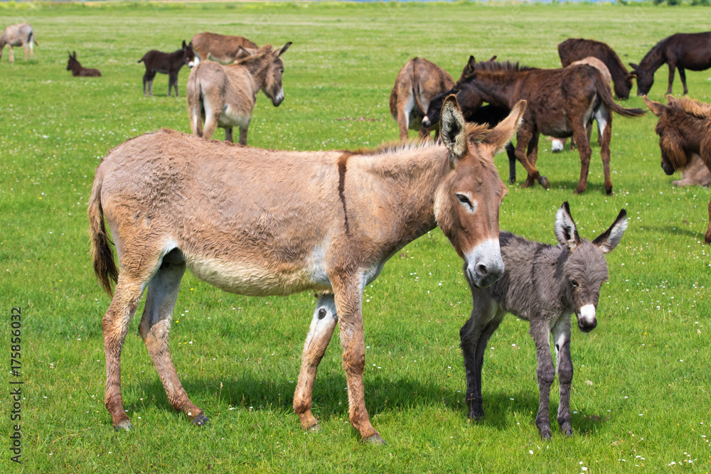 Heard of donkeys on the meadow calf and mother Heard of donkeys on the meadow calf and mother