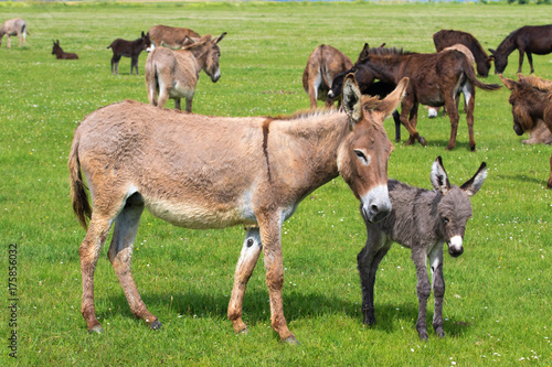 Heard of donkeys on the meadow calf and mother