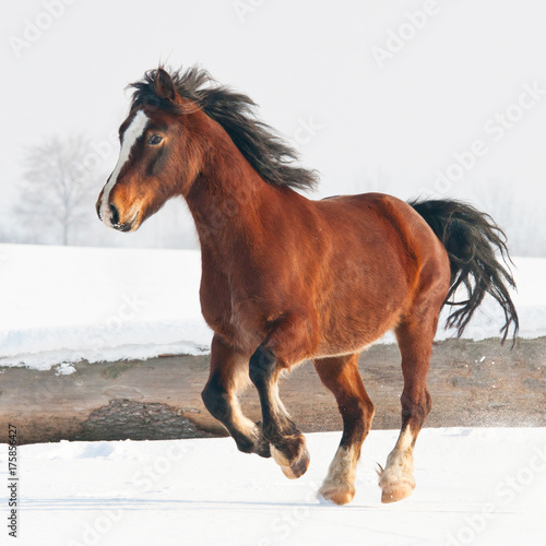 Fototapeta Naklejka Na Ścianę i Meble -  Nice welsh pony runing through snowy meadow